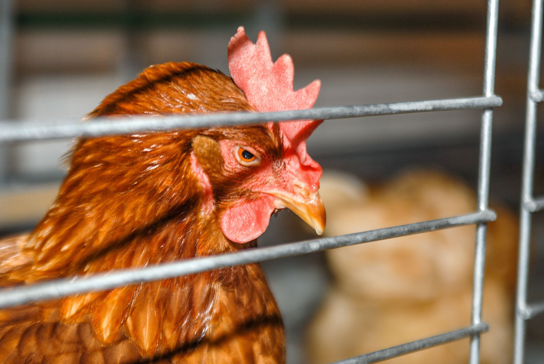 Wegbrechen von Exportmärkten befürchtet