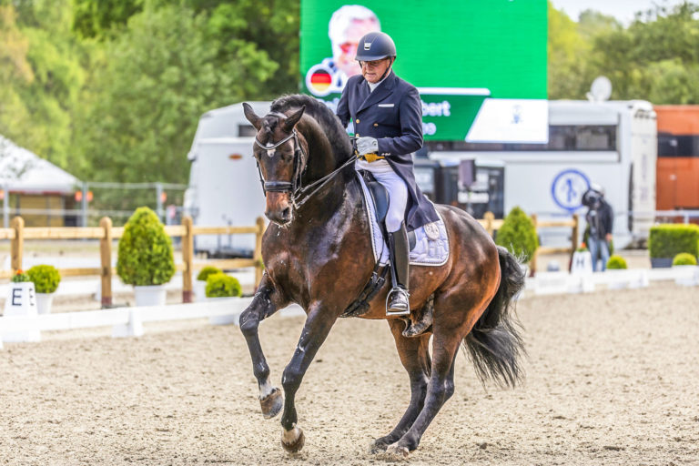 Holsteiner Power in Parcours und Viereck
