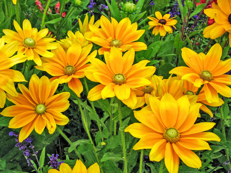 Blatt und Blüte in Windeseile