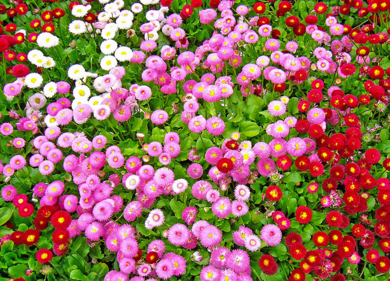 Für Blütenflor im nächsten Jahr