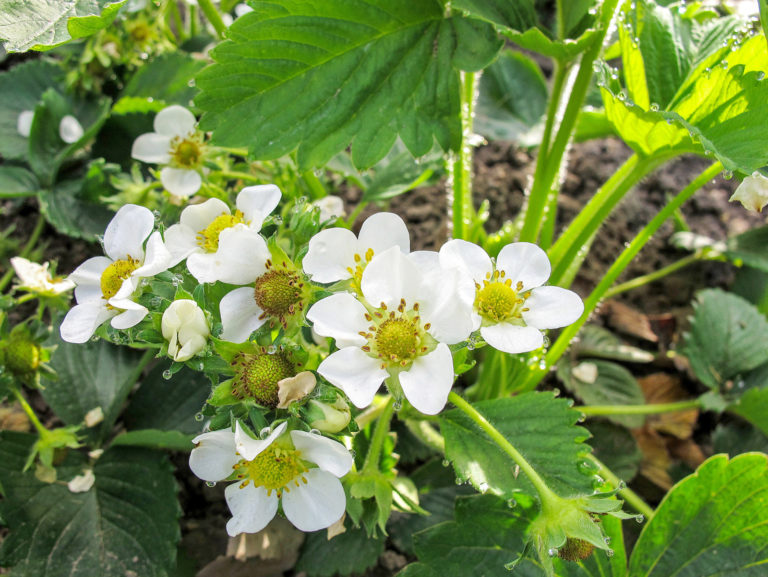 Nach der Ernte ist vor der Ernte