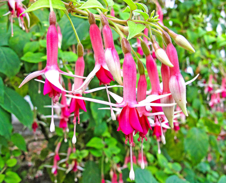 Farbenfrohe Fuchsien