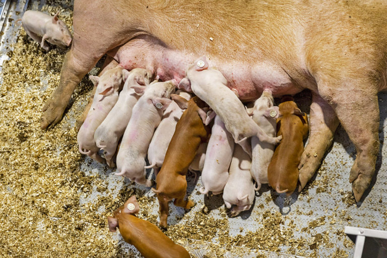 Schweinehaltung ist massiv auf dem Rückgang