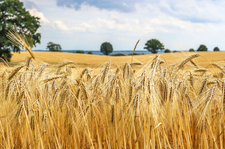 Die Wintergerstenernte hat begonnen