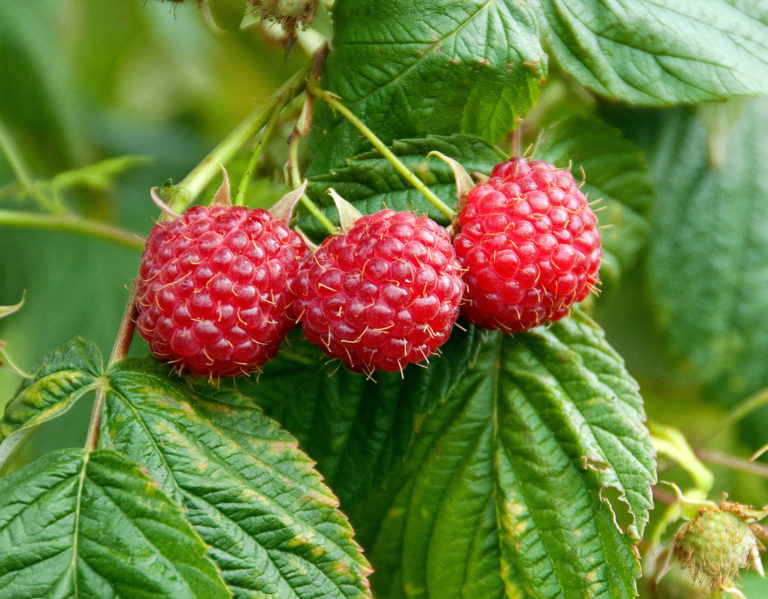 Sommerbeerenobst aus regionalem Anbau