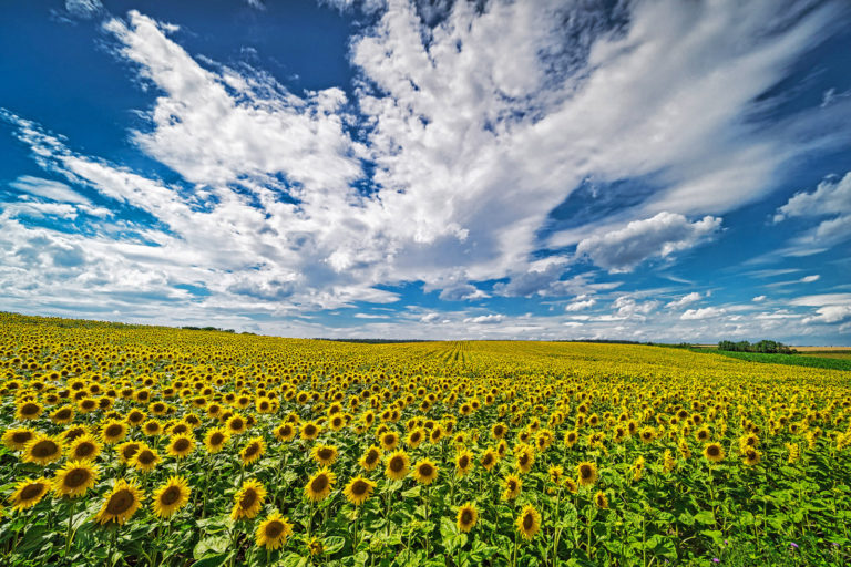 Unerwartete Liefermengen aus der Ukraine
