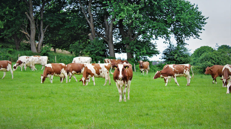 Tierwohl – einfach, messbar, ohne Mehraufwand