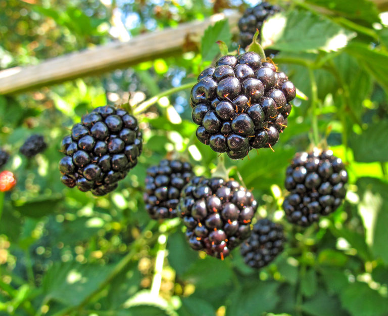 Schwarze Früchtchen