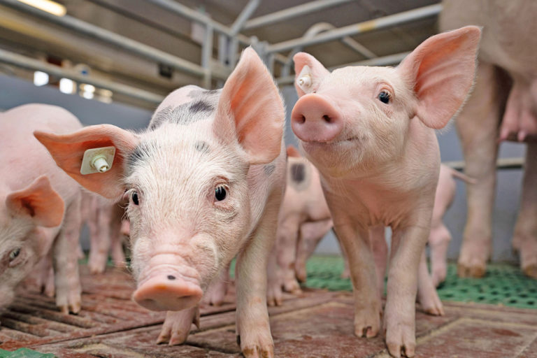 Positionspapier zur Zukunft der Tierhaltung präsentiert