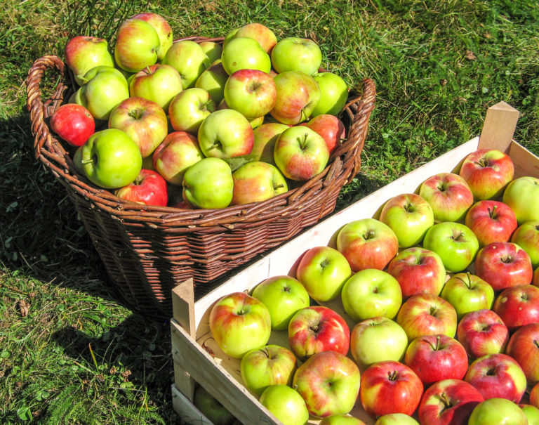 Äpfel ernten