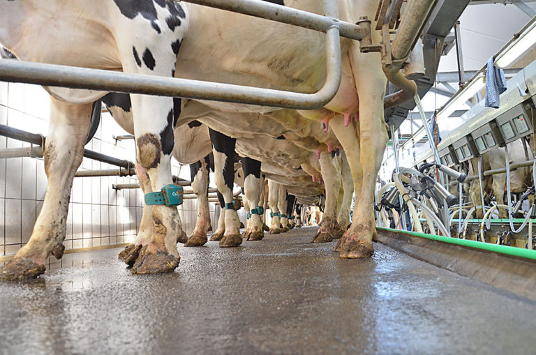 Folgen von Hitzestress bei Milchkühen