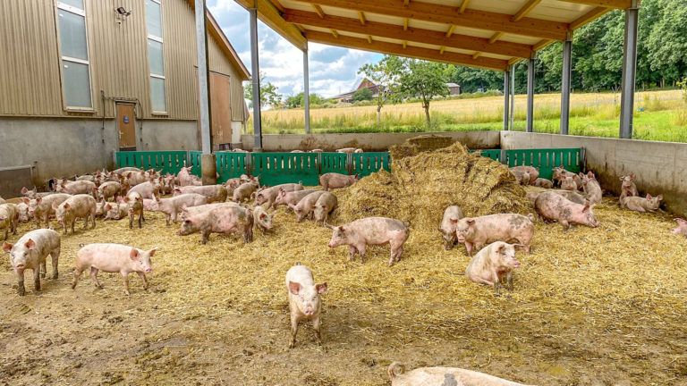 Gesichertes Einkommen mit Bioschweinen