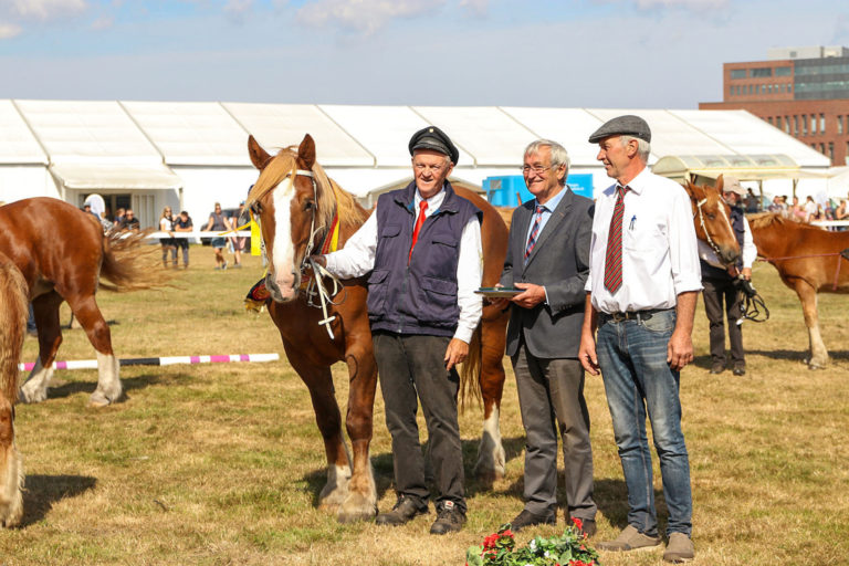 Schleswiger Kaltblüter, Shetlandponys und Fjordpferde