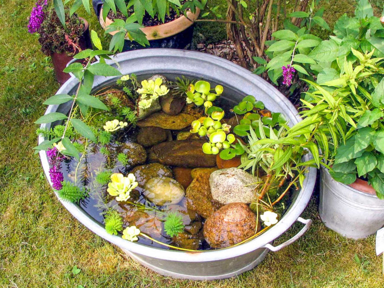 Mückenplage im Garten nicht erwünscht