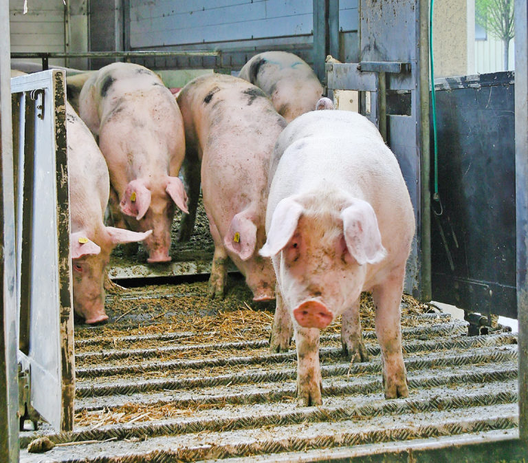 Schweineproduktion EU-weit auf dem Rückzug