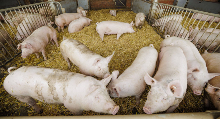 Streit ums Tierwohl – bis die Ställe leer sind