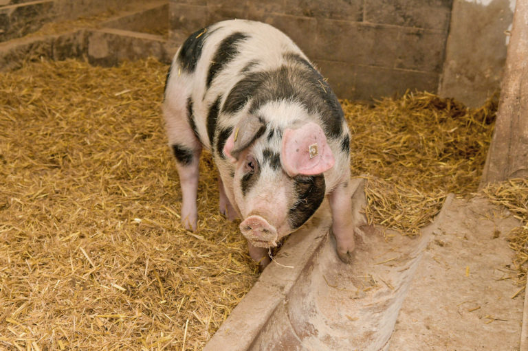 Neue Proteinlieferanten für den Trog