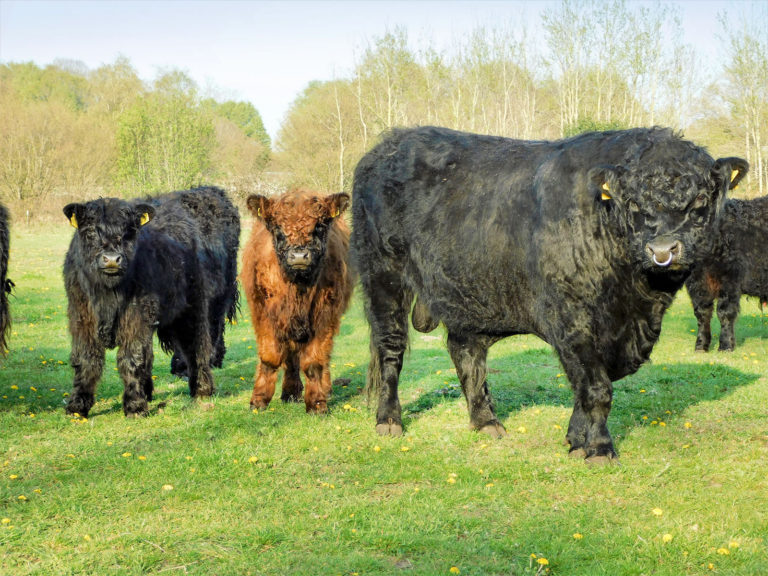 Raus auf die Weide mit den Jüngsten
