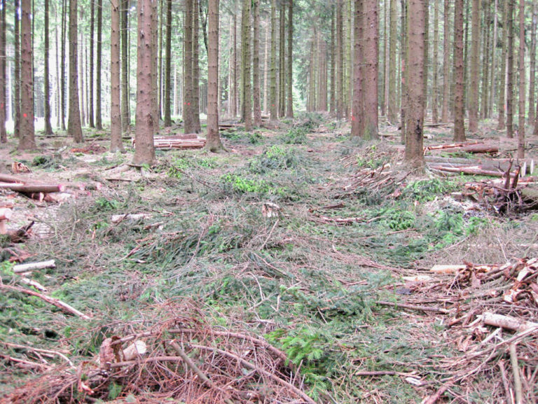 Rückegassen und Waldwege