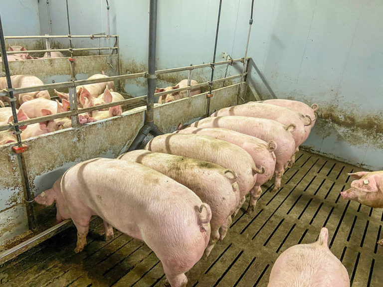 Alleinfutter für Mastschweine aus Schleswig-Holstein