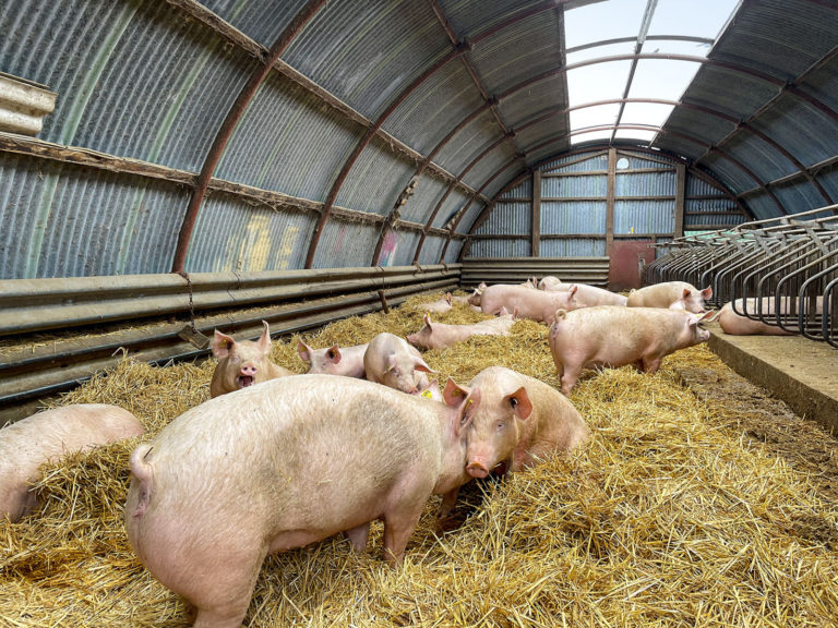 Betriebe konnten ihre Einkommen verbessern