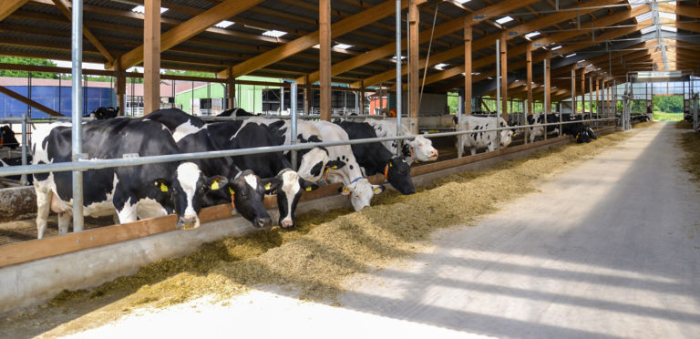 Tierwohl-Maßnahmen im Rinderbereich