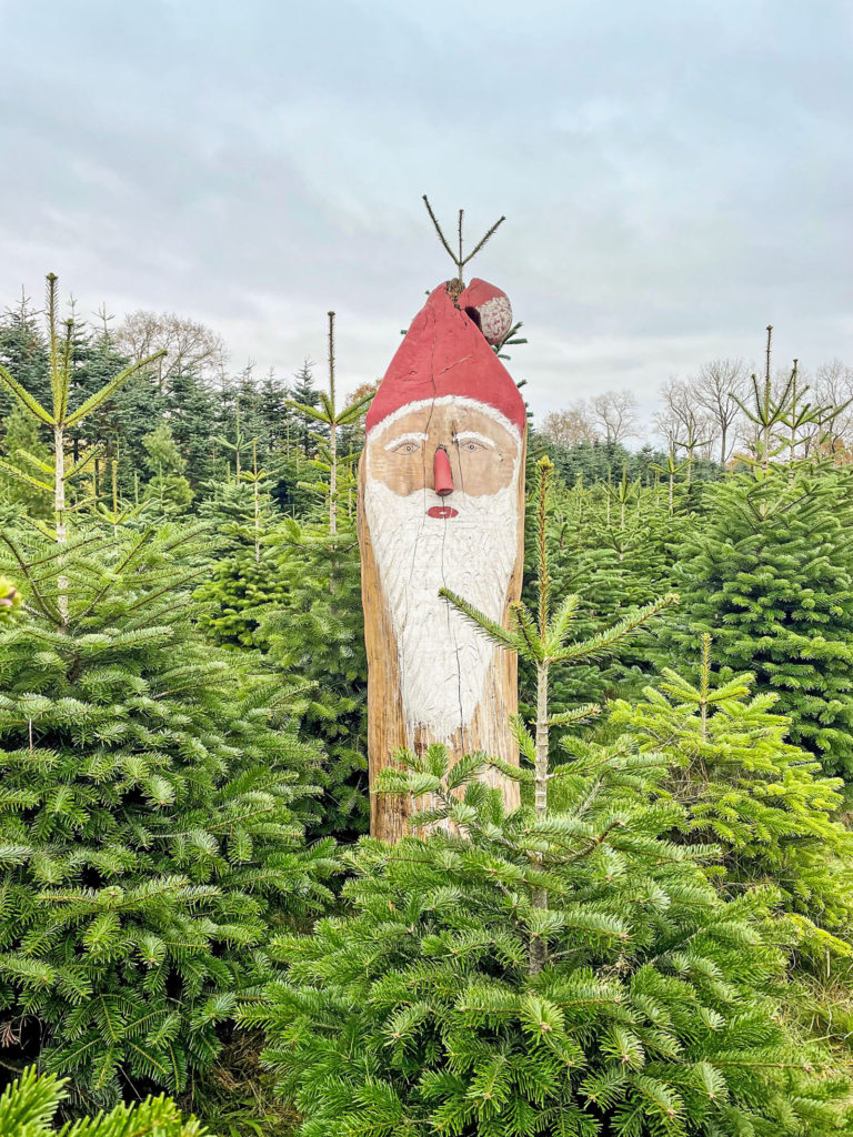 Weihnachtsbäume trotz Inflation erschwinglich