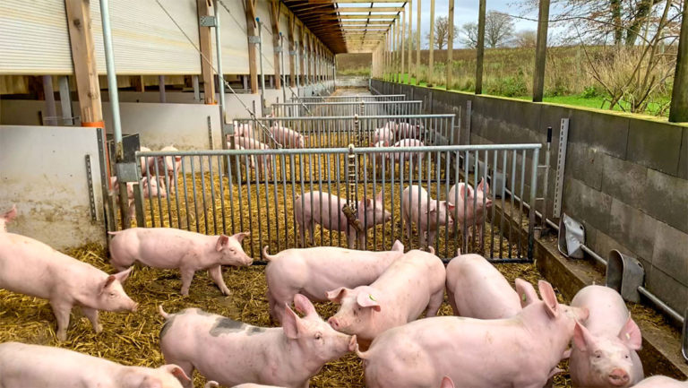 Veränderungen zu höheren Haltungsstufen in der Schweinehaltung digital unterstützen