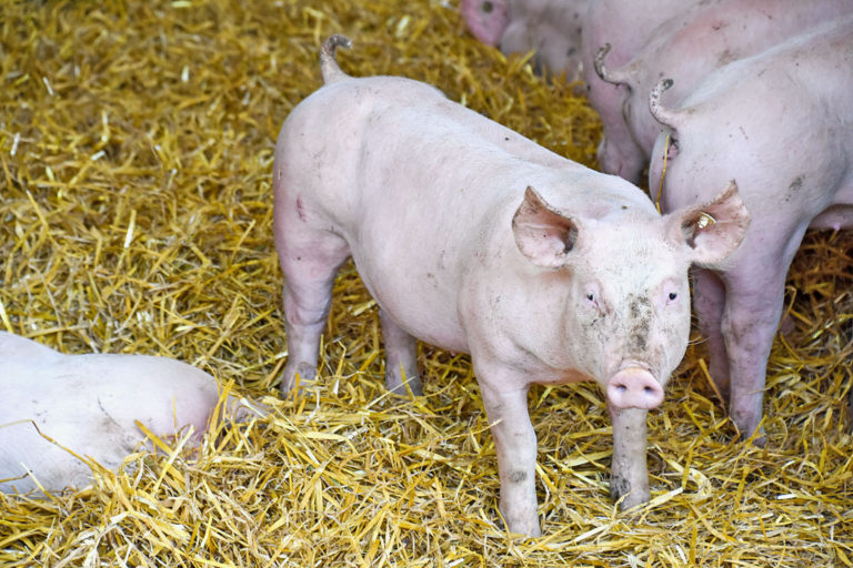 „Ein bisschen Borchert“ hilft nicht weiter