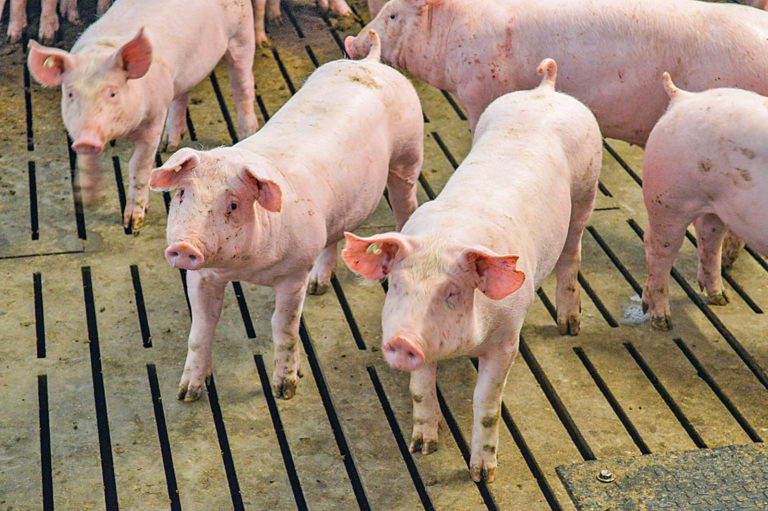 Tierhaltungsumbau: Borchert verliert die Geduld