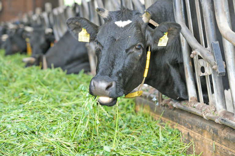 Welchen Fußabdruck hat Milch?