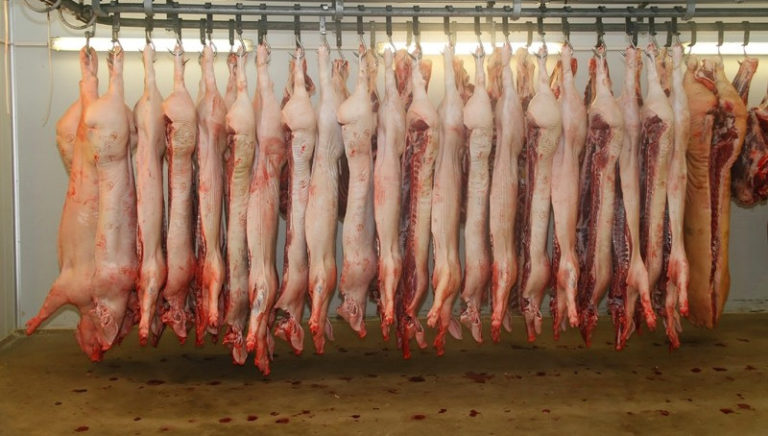 Ungebremster Niedergang der deutschen Schweinehaltung