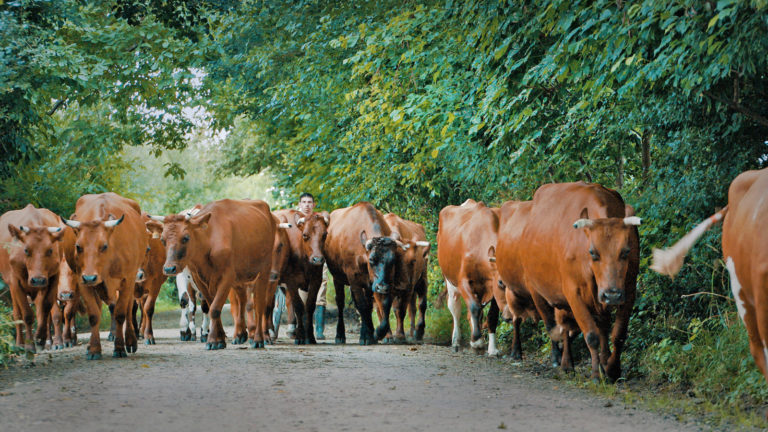Reverenz an das Rote Rind