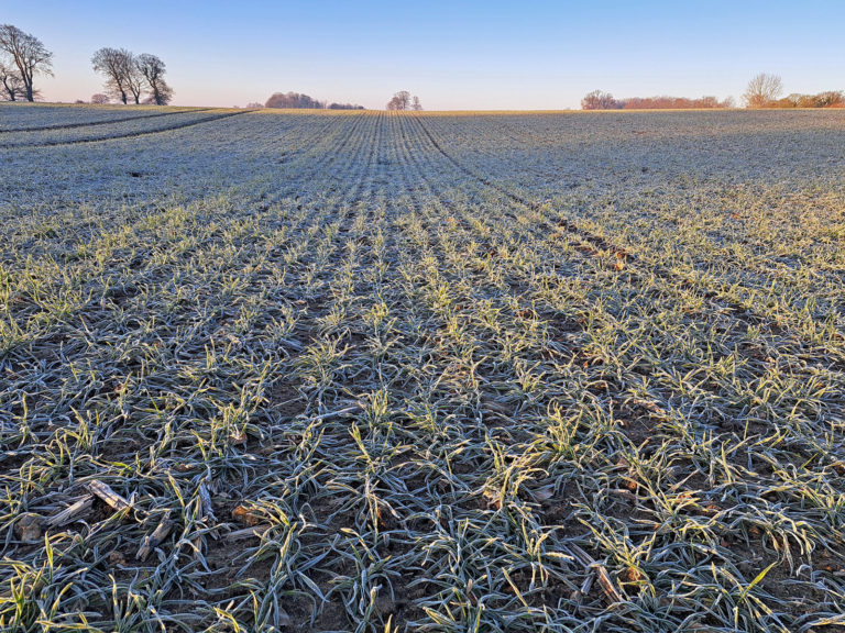 Mit welcher Strategie in die Vegetation starten?