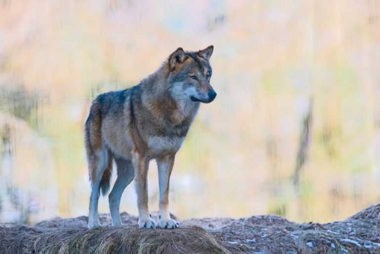 Urteil: Jäger erschießt Wolf zu Recht