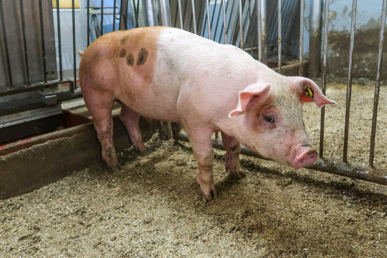 Duroc-Schweine rationiert füttern?