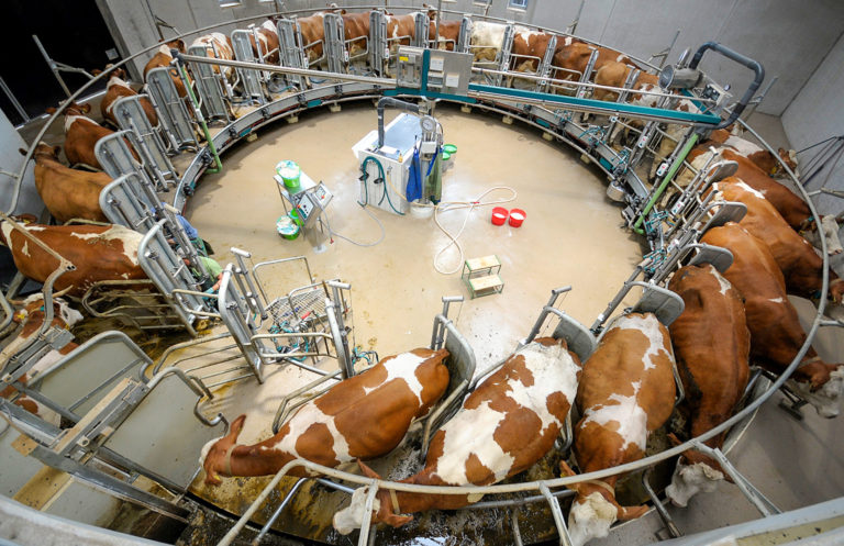 Abbau der Milchkuhbestände wurde 2022 gebremst