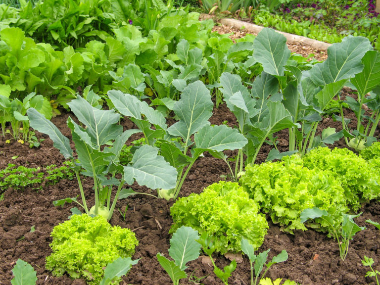 Kohlrabi gibt’s auch in XXL