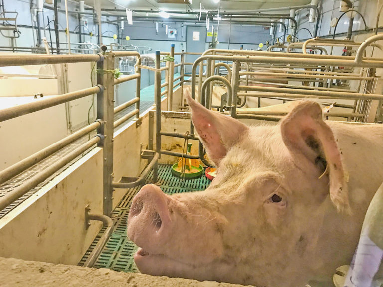 Schweinehalter rüsten deutlich ab