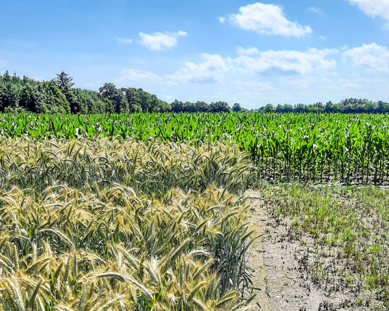 Energiepflanzen zur Biogaserzeugung