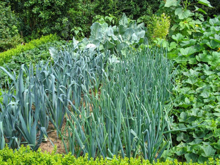 Gemüsearten und -sorten mit Gelinggarantie