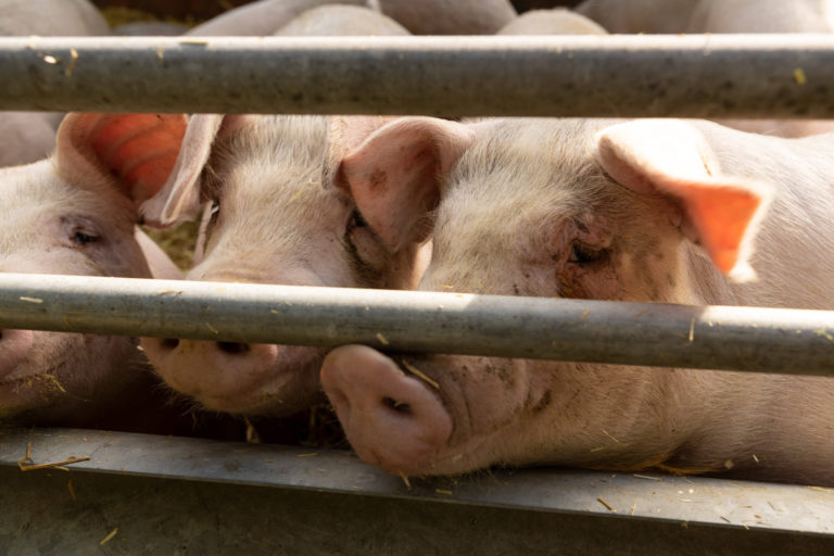 Schweinemarkt zündet den Turbo