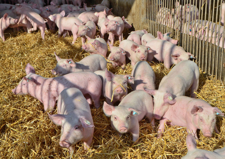 Umbau der Tierhaltung: Teileinigung steht, Finanzierung ist noch offenTitel