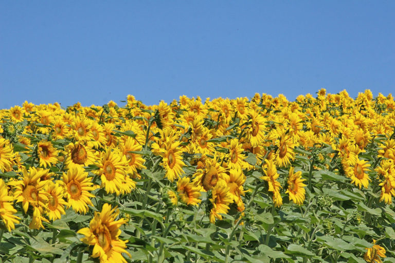 Ernte 2023: Soja- und Sonnenblumenanbau wächst