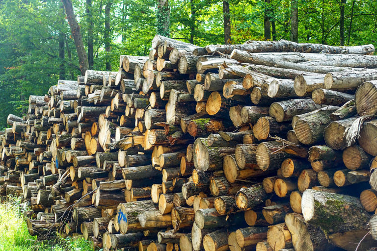 Scharfe Kritik an geplanter Regelung zum Holz