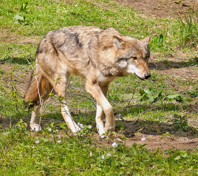 Mehr Wölfe im Revier