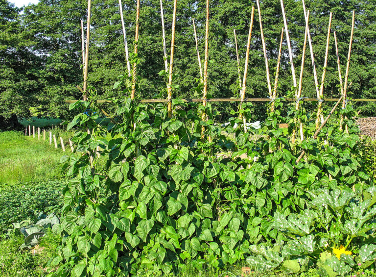Bohnen: Vielfalt in Farbe und Form