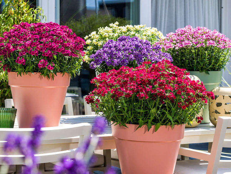 Gärtnereien in Schleswig-Holstein starten in die Sommerblumensaison