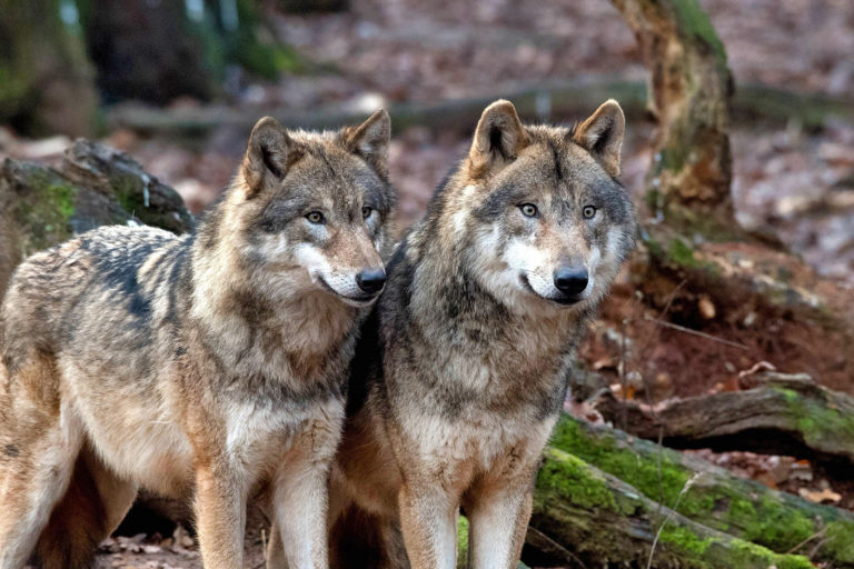 Wie viel Wolf verträgt das Land?