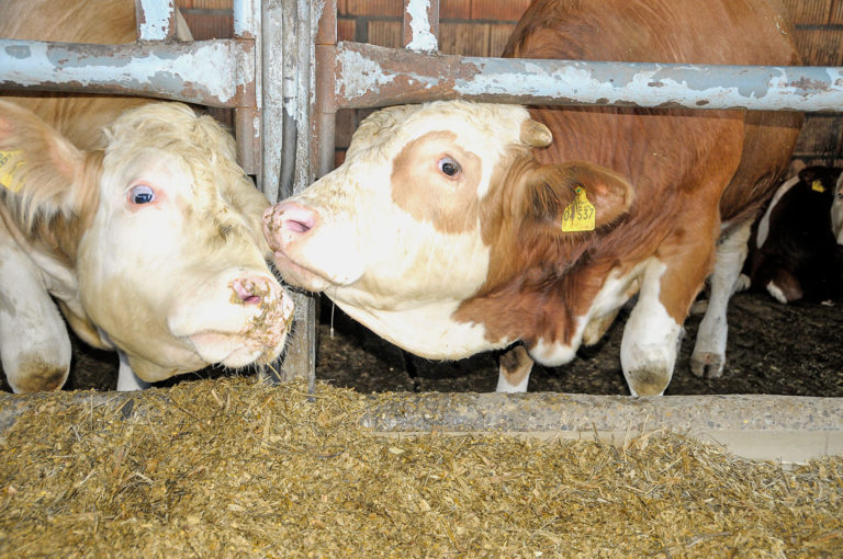 Weniger Großviehschlachtungen in Schleswig-Holstein